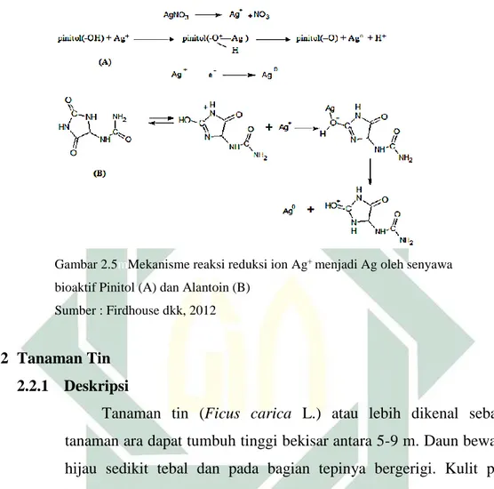 Gambar 2.5mMekanisme reaksi reduksi ion Ag + menjadi Ag oleh senyawa   bioaktif Pinitol (A) dan Alantoin (B) 