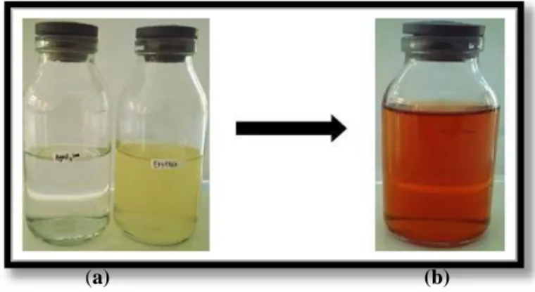 Gambar 1. (a) Larutan AgNO 3  dan ekstrak cabe                            rawit 