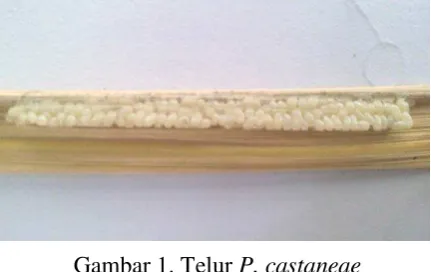 Gambar 1. Telur P. castaneae  