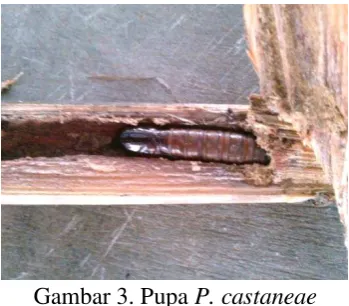 Gambar 2. Larva P. castaneae instar 8 