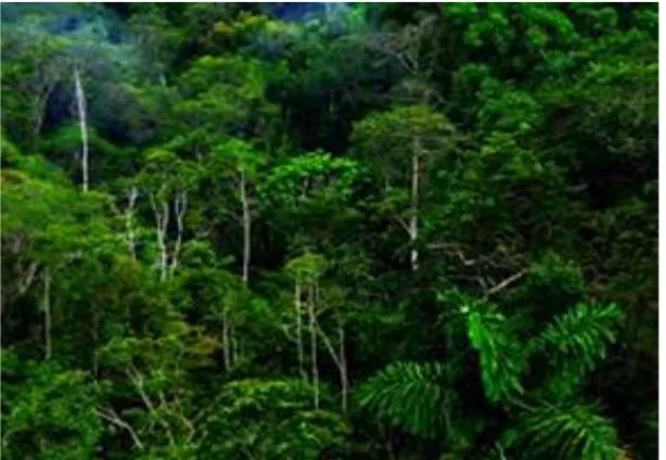 Gambar  7. Ekosistem Hutan Hujan Tropis 