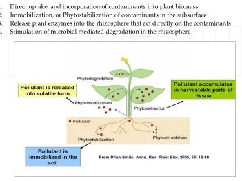 Figure 2. Phytoremediation mechanisms. 