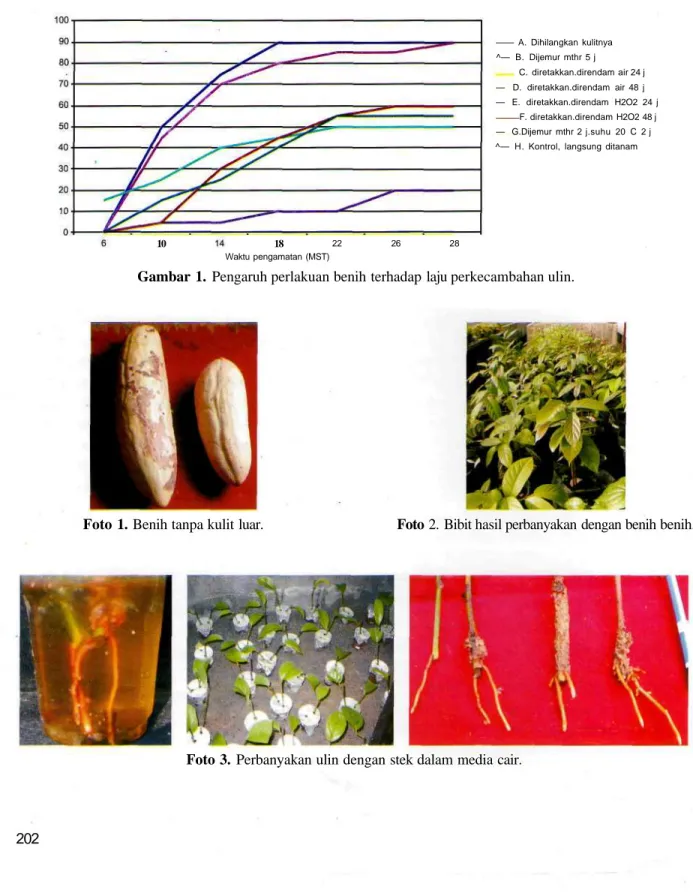 Foto 1. Benih tanpa kulit luar. Foto 2. Bibit hasil perbanyakan dengan benih benih.