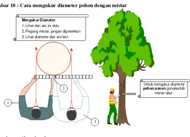 Gambar 10 : Cara mengukur diameter pohon dengan mistar 