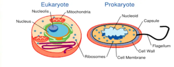 Gambar  1. Perbedaan Sel Prokariotik dan Eukariotik 