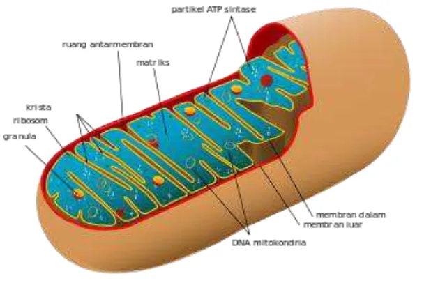Gambar  7. Struktur mitokondria Sumber : https://id.wikipedia.org/wiki/Sel_%28biologi%29#Mitokondria 