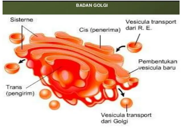 Gambar  8. Struktur Badan Golgi 