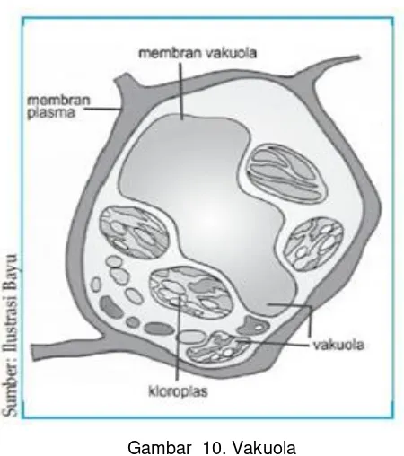 Gambar  10. Vakuola 