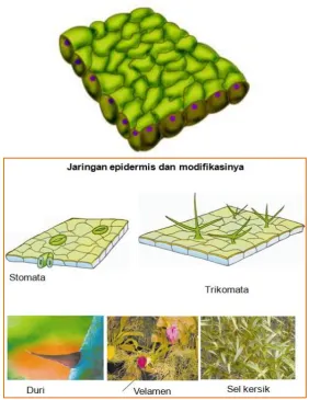 Gambar  17. Jaringan Epidermis dan Modifikasinya 