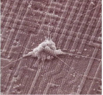 Gambar SEM kesepadanan antarasebuah sel saraf (neuron) danmikroprossesor (chip)                              - 1 cm kubik otak > 50 juta sel saraf- sistem saraf dan sistem endokrinbekerjasama dan berinteraksi dalammengatur fungsi-fungsi internal tubuhdan p