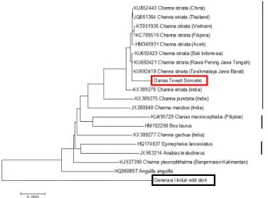 Gambar 5. Jarak genetik sampel ikan gabus (Channa striata) dari Danau Towuti (Soroako) dan generasi I (F1)hasil domestikasi induk yang berasal dari perairan tawar di Kabupaten Bantaeng dengan beberapaspesies ikan dan vertebrata lainnya berdasarkan sekuen gen cytochrome c oxidase subunit I (COI)