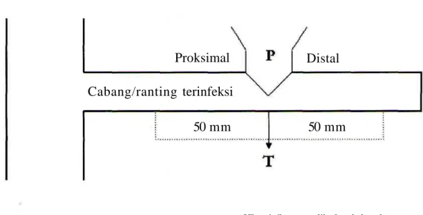 Gambar 1: Skema pengukuran penampang lintang bagian proksimal dan distal cabang-cabang tennfeksi.