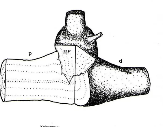 Gambar 2: Semi diagram perasukan haustorium pnmer ke dalam inang