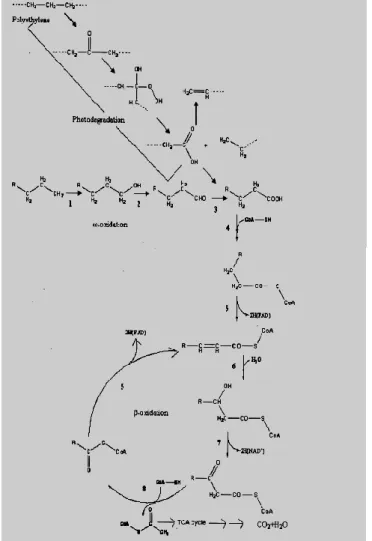 Gambar  2.2  Mekanisme  Biodegradasi  Polietilen  (Vasile  dalam  Arutchelvi et al., 2008)