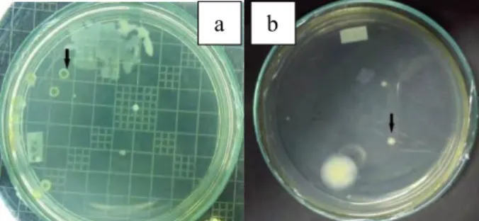 Gambar 4.4 Koloni Inoukum X (a) Bakteri XH6, (b) Yeast XP1.  Keterangan gambar: tanda panah menunjukkan koloni kandidat