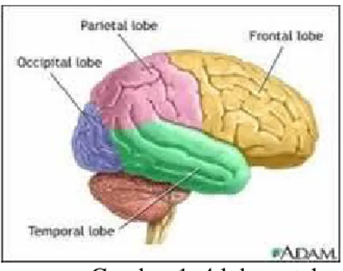 Gambar 1. 4 lobus otak