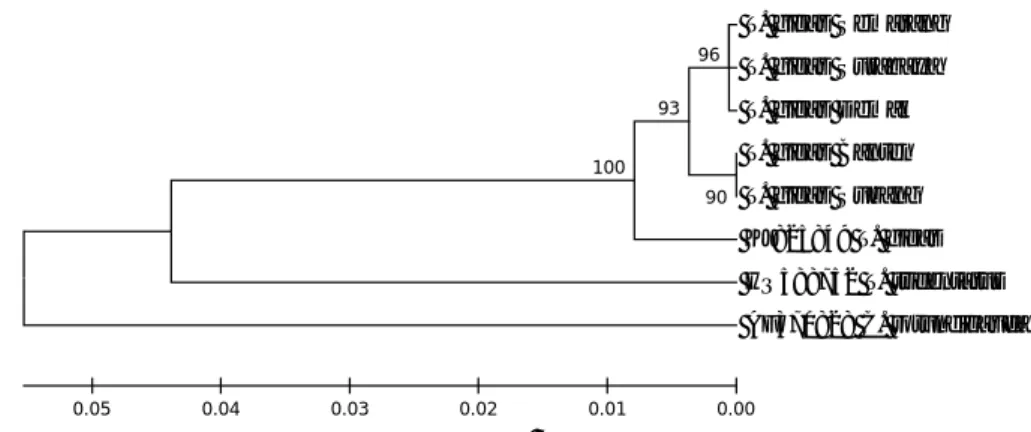 Gambar 6.  Konstruksi pohon  filogeni  berdasarkan gen  CO1 pada  spesies  T. gigas  Indonesia  dibandingkan  dengan  spesies  dari  Negara  lain  (outgroups)  dari  GenBank  (outgroups:  AF370828=USA,  HQ588752=Sweden,  KJ825849=  Central  Arabian  Sea).