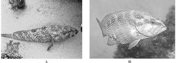 Gambar 1. Morfologi Ikan Kerapu (grouper) (A, Kerapu Kayu;            B, Kerapu Sunu) 