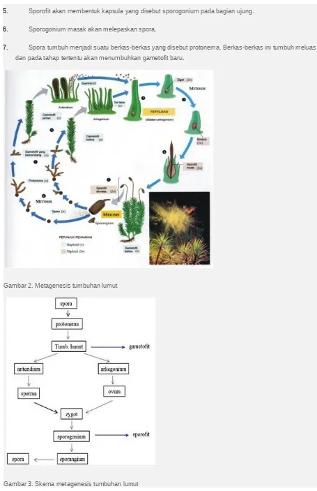Gambar 2. Metagenesis tumbuhan lumut