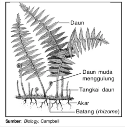 Gambar 4. Bagian-bagian tumbuhan paku