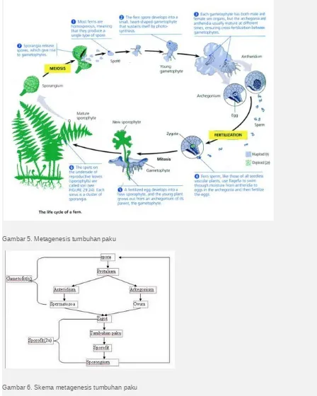 Gambar 6. Skema metagenesis tumbuhan paku