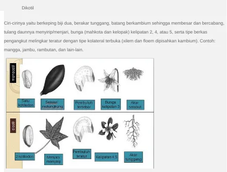Gambar 7. Perbedaan dikotil dan monokotil