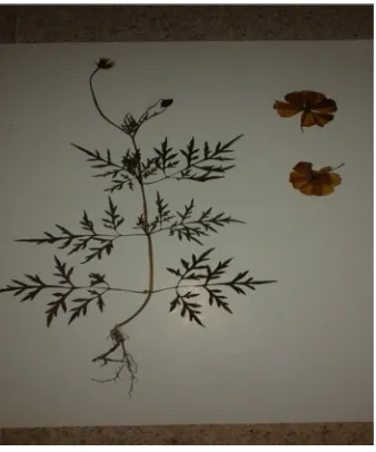 Gambar 14. Objek yang sudah diberi label herbarium (Amallia,2014)