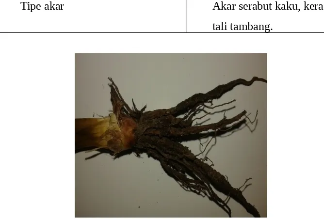 Gambar 17. Akar Trimerzia martinicensis Jacq. (Amallia,2014)
