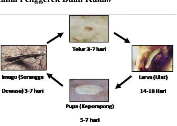 Gambar 1. Siklus Hidup Penggerek Buah Kakao (Darwis, 2012).  Perkembangan dari telur menjadi imago (serangga dewasa) selama 35-45 hari