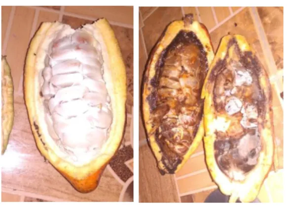Gambar 2. Gejala serangan hama penggerek buah kakao; buah sehat (kiri) dan  buah terserang (kanan) (Koleksi pribadi)