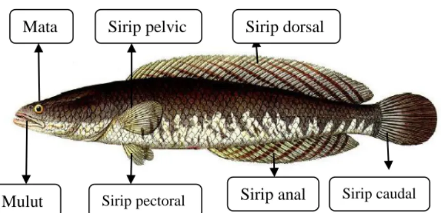 Gambar 2.1. Morfologi Ikan Gabus (C. striata) (Courtenay,  2004) 