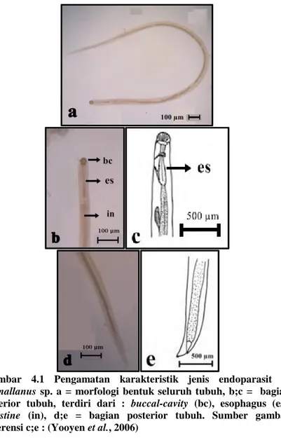 Gambar  4.1  Pengamatan  karakteristik  jenis  endoparasit  1:  Camallanus  sp.  a  =  morfologi  bentuk  seluruh  tubuh,  b;c  =    bagian  anterior  tubuh,  terdiri  dari  :  buccal-cavity  (bc),  esophagus  (es),  intestine  (in),  d;e  =  bagian  poste