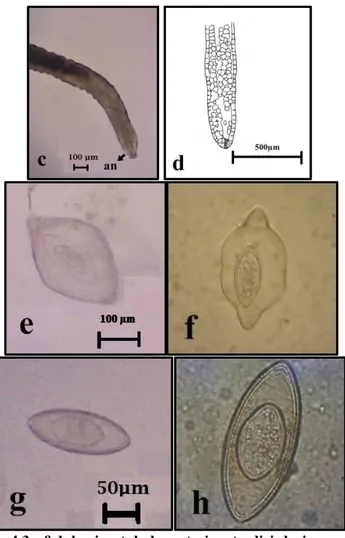 Gambar  4.3  c&amp;d=bagian  tubuh  posterior,  terdiri  dari  :  anus  (an),  e,f,g&amp;h = egg stadia
