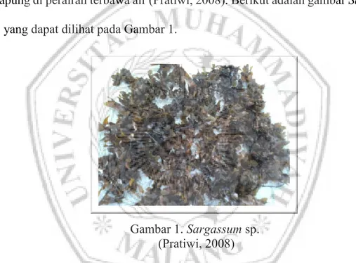 Gambar 1. Sargassum sp.   (Pratiwi, 2008) 