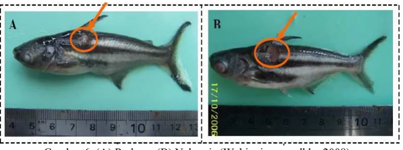 Gambar 6. (A) Radang; (B) Nekrosis (Wahjuningrum dkk., 2008). 