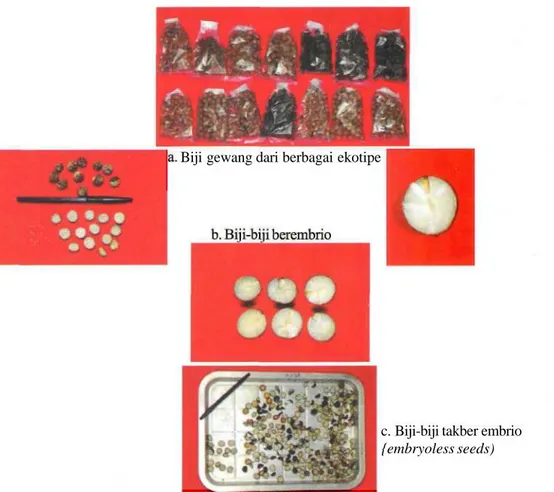 Foto 1. a. Biji gewang dari berbagai ekotipe di NTT, dan hasil pemecahan biji gewang menggunakan N 2  cair
