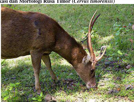 Gambar 1. Rusa Timor (Cervus timorensis) (Mehta-Erdmann, 2004).  Rusa  Timor  (Cervus  timorensis)  merupakan  salah  satu  mamalia  besar  yang  populasinya mengalami penurunan sehingga dilindungi oleh Pemerintah Republik  Indonesia, sebagaimana termasuk 