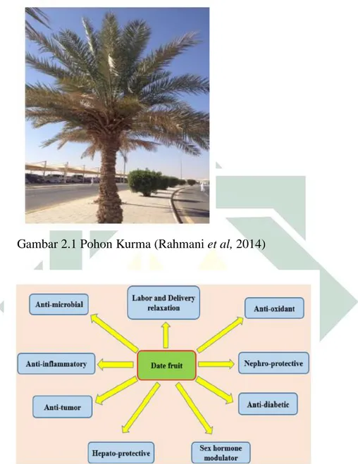 Gambar 2.1 Pohon Kurma (Rahmani et al, 2014) 