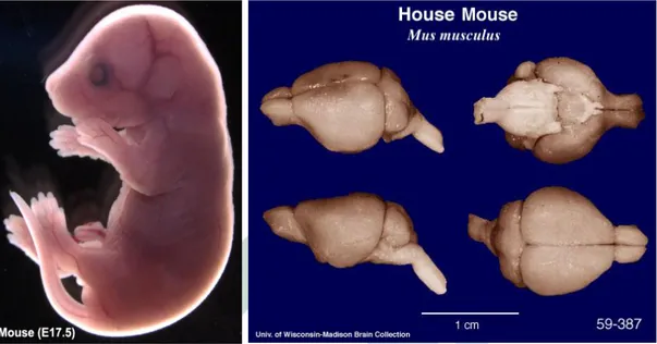 Gambar 2.4 Embrio umur 17.5 hari dan Otak mencit (Welker. 2005).  