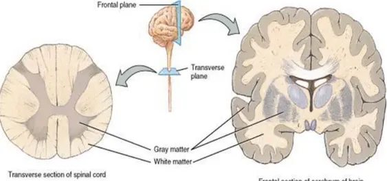 Gambar  2.5  Letak  substansi  alba  dan  Substansi  grisea  pada  otak  dan  sumsum tulang belakang (Sherwood