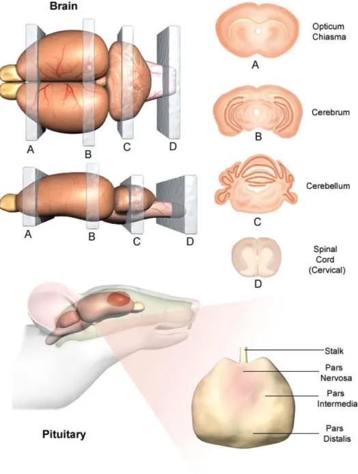 Gambar  2.6  Struktur  Anatomi  Otak    (National  Institutes  of  Health.  2011). 