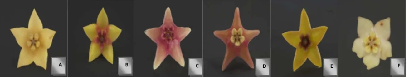Gambar 2. Morfologi bunga H. coronaria dengan variasi warna yang berbeda. (A) varietas 1, (B) varietas  2, (C) varietas 3, (D) varietas 4, (E) varietas 5, (F) varietas 6