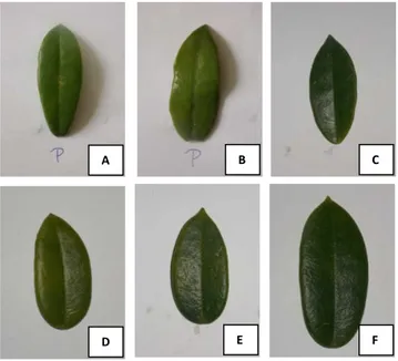 Gambar 4. Morfologi batang beberapa varietas H. coronaria. (A) varietas 1, (B) varietas 2, (C) varietas  3, (D) varietas 4, (E) varietas 5, (F) varietas 6