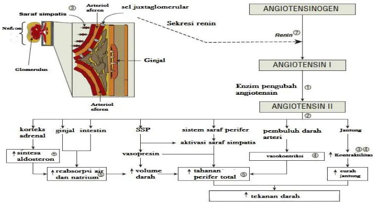 Gambar 2.1 Patogenesis hipertensi (Dipiro, dkk., 2008) 