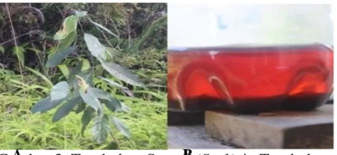 Gambar 3. Tumbuhan Samak (Sp 1) A. Tumbuhan  pohon Samak (Sp1), B. Hasil warna  tumbuhan samak melalui proses  perebusan 