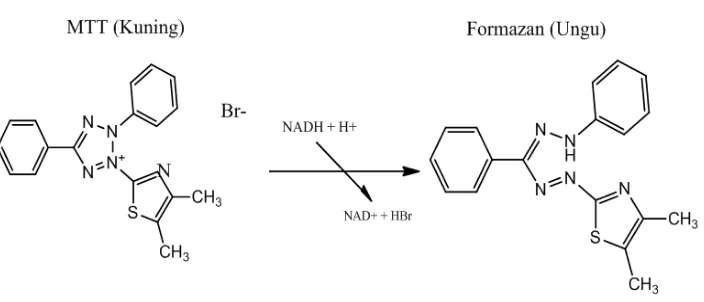 Gambar 2.3 Reaksi reduksi MTT menjadi Formazan (Stockert, et al., 2012). 