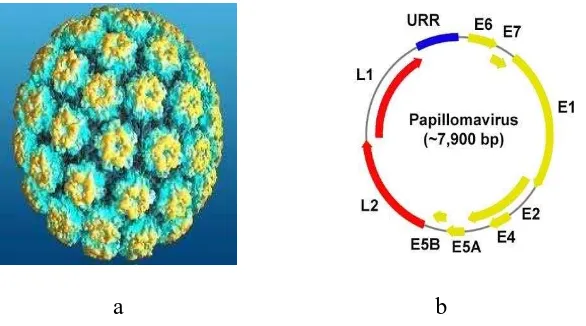Gambar 2.2 (a) morfologi HPV, (b) genome HPV (Borutto dan Comperetto, 