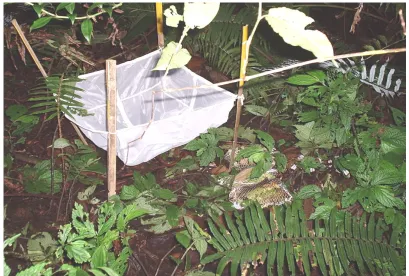 Gambar 3.6  Perangkap serasah (litter trap)