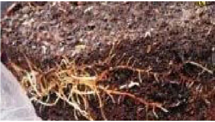 Gambar 1. Akar bermikoriza  Figure   1.  Roots with mycorrhizal 