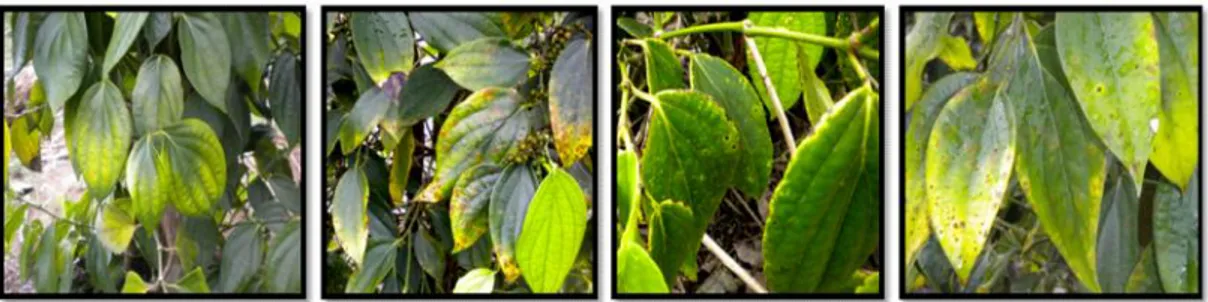 Gambar 1.  Variasi gejala kekurangan  hara pada tanaman lada di Babel Figure 1. Various deficiency symptoms in black pepper grown in Babel